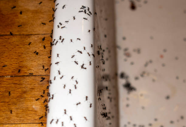 Best Best Pest Control Near Me  in Manchester, NH