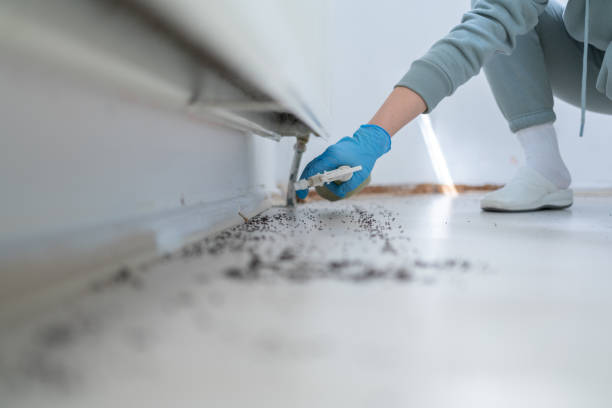 Best Insect Control  in Manchester, NH